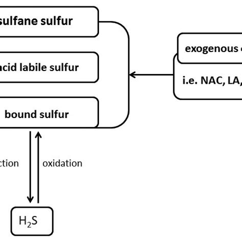 Scheme 2 A Relationship Between Sulfane Sulfur Compounds And H 2 S