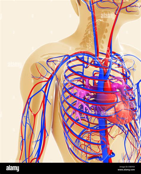 Illustration Of Human Heart Anatomy Stock Photo Alamy