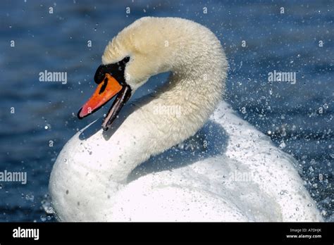 Hoeckerschwan Cygnus Olor Mute Swan Europe Europa Stock Photo Alamy