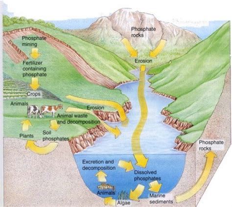 The Phosphorus Cycle - Ecology: Cycling of Matter