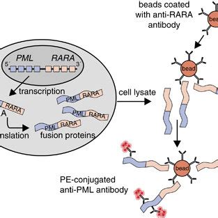 Level Of Pmlrara Fusion Protein Expression Versus Time Lapse In Sample