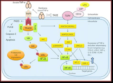 Tumor Necrosis Factor Alpha Signaling Pathway Muzamal Et Al 2012 Download Scientific Diagram