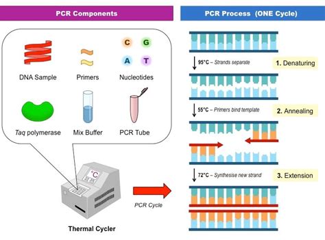 Label The Diagram Of Pcr Below