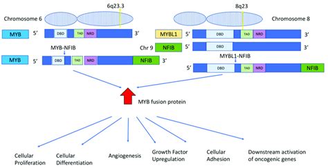 Diagrammatic Representation Of The MYB NFIB And MYBL1 NFIB Gene