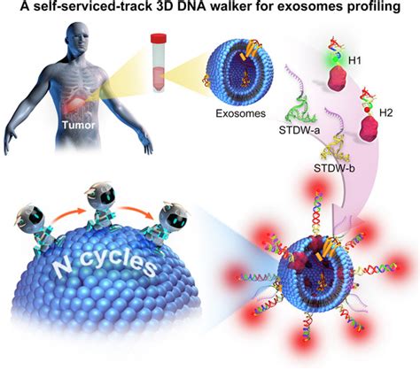 A Self‐serviced‐track 3d Dna Walker For Ultrasensitive Detection Of