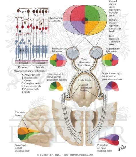 Optic Nerve (II) (Visual Pathway): Schema Optic System ...