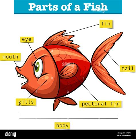 Das Diagramm Zeigt Teile Der Fische Illustration Stock Vektorgrafik Alamy