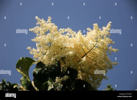 Japanese tree lilac Stock Photo - Alamy