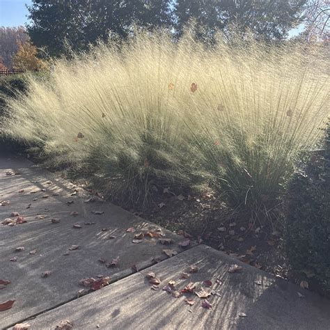 White Cloud Muhly Grass, Muhlenbergia | American Meadows