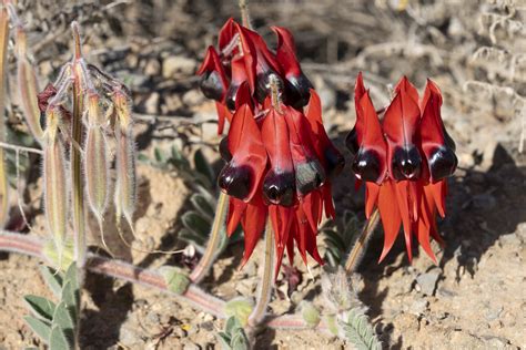 Swainsona Formosa Sturt Desert Peas With Pods Vgrnp Friends Flickr