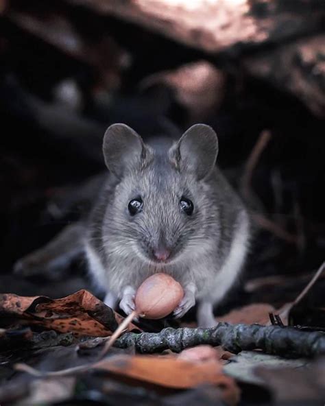 Stunning Shots of Finnish Forest Animals