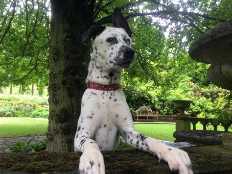 Can A Siberian Husky And A Dalmatian Be Friends