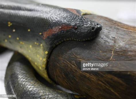 Anaconda Eating Photos and Premium High Res Pictures - Getty Images