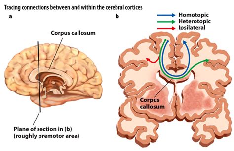 Brain Corpus Callosum Function