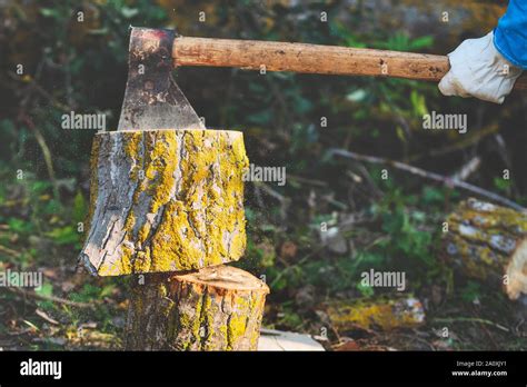 Lumberjack Splitting Wood And Cutting Firewood With Old Axe Stock Photo