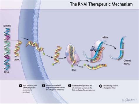 Rna interference