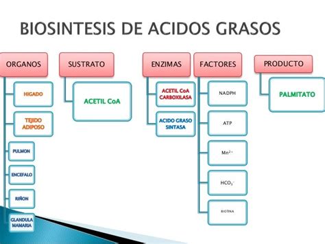 Diapositivas Bioquimica Iii Segmento Biosintesis De Acidos Grasos