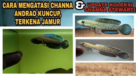 Cara Mengatasi Channa Andrao Kuncup Terkena Jamur Update Koleksi