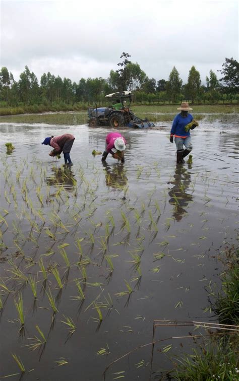 Planting Rice – 🏠Home