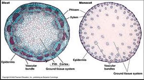 Advanced Biology Compares Monocots and Dicots | Chadron Public Schools