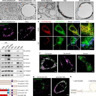 Clstn Is An Er Resident Protein That Localizes To Erld Contact