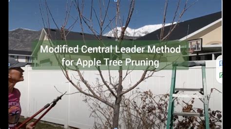 Pruning My Apple Tree With A Modified Central Leader YouTube