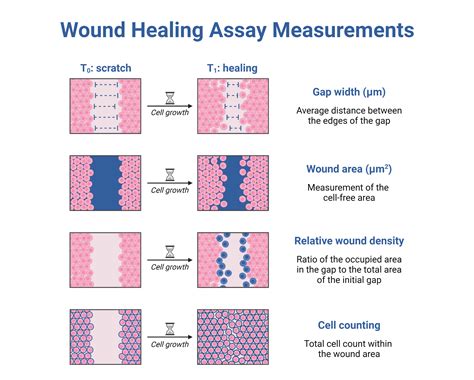 Wound Healing Assay Measurements Biorender Science Templates