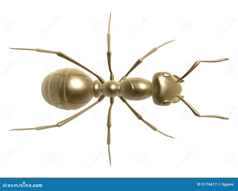 Golden ant stock illustration. Illustration of micro, value - 5174617