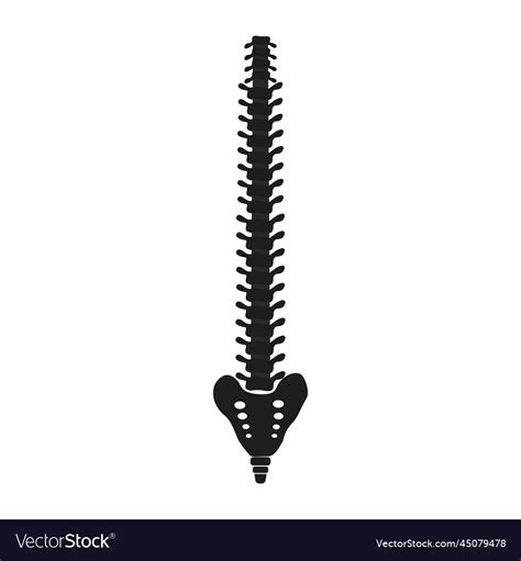 Human Spine Icon Simple Of Royalty Free Vector Image