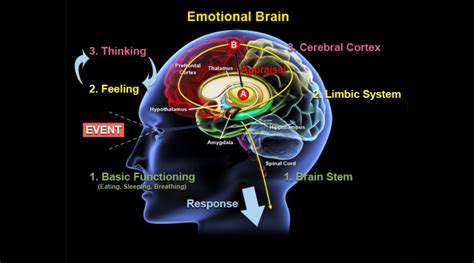 The Importance Of Emotion Future Proof Insights Consumer Neuroscience