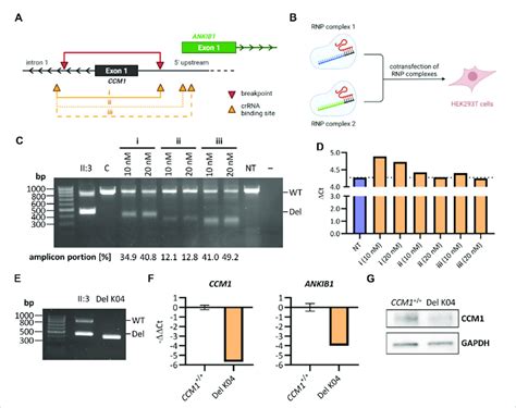 Reconstructing The Identified Deletion With Crisprcas9 Genome Editing