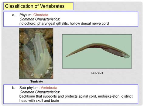 Ppt Vertebrate Characteristics Powerpoint Presentation Free Download Id 9299575