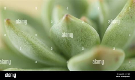 Green Succulents Plant Stock Photo Alamy