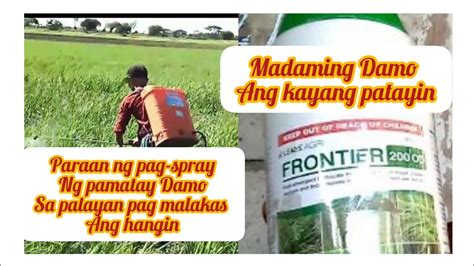 Paraan Ng Pag Spray Ng Pamatay Damo Sa Palayan Pag Malakas Ang Hangin