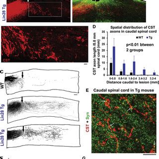 Lin28a Upregulation Enhances Regeneration Of Optic Nerve Axons And