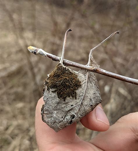 Browntail Moth Euproctis Chrysorrhoea Forest Health And Monitoring