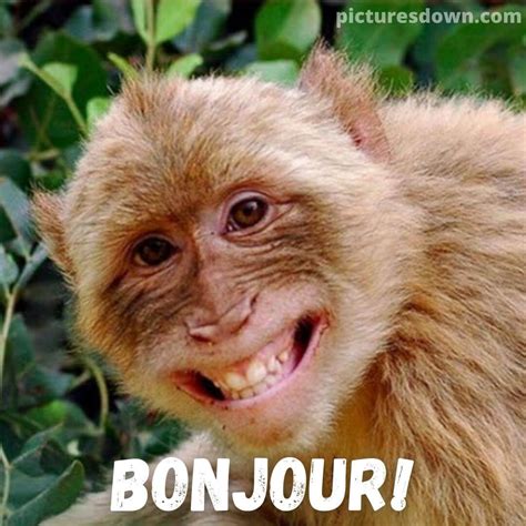 Bonjour Humour Image Singe Picturesdown