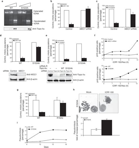 The Mdc Topo Ii Interaction Is Important For Activation Of The