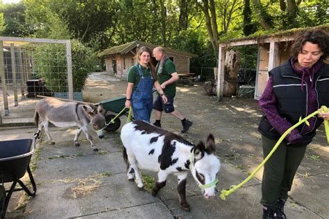 Open Dag Van De Zorgboerderij Op 3 Juni Enkhuizerdagblad Nl