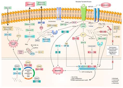 Processes Free Full Text Genistein A Potential Phytochemical