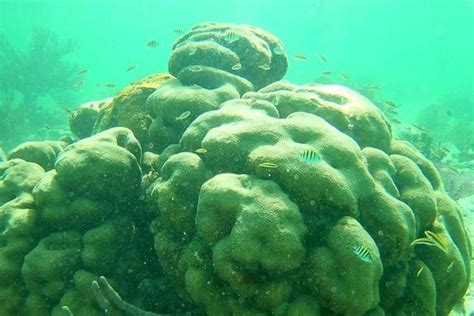 Mahahual: Costa Maya Snorkeling Adventure By Boat