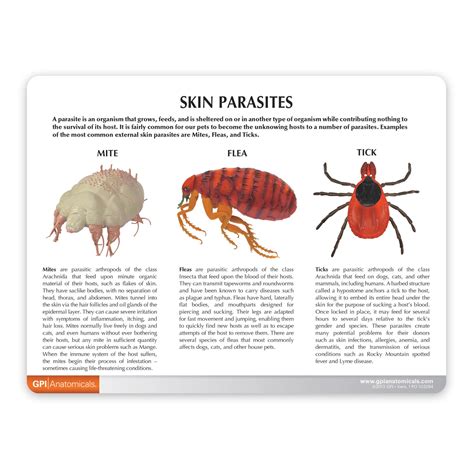 Canine Skin Parasites Model – GPI 3D Anatomy