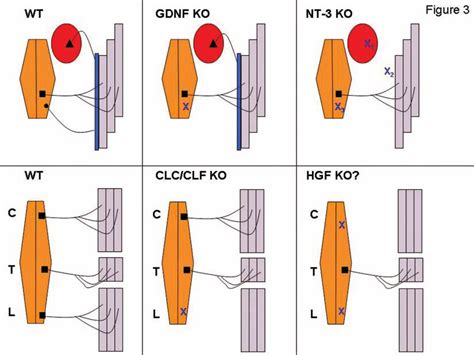 Different Ntfs Are Required For The Survival Of Distinct Subpopulations