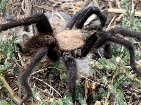 Watch Male Tarantulas Strut Their Stuff Every Fall | Canyon Journeys