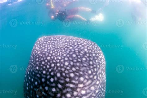 Whale Shark close up underwater portrait 20421317 Stock Photo at Vecteezy