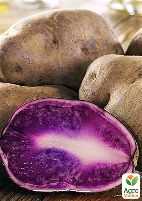 Картофель "Гурман" семенной фиолетовый (1 репродукция) 1кг купить ...