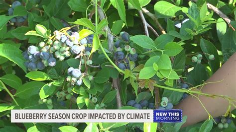 West Michigan Blueberry Farms Impacted By Changing Climate