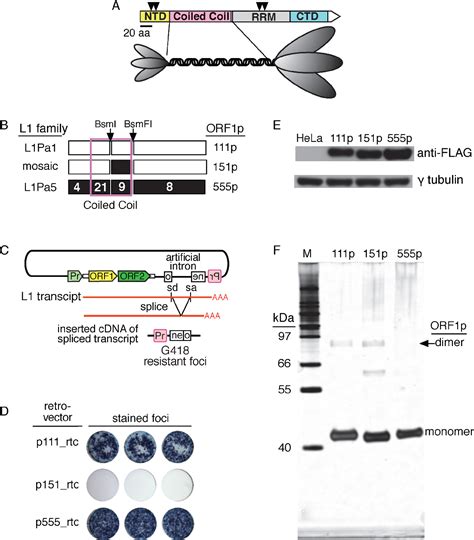 Figure 1 From L1 Retrotransposition Requires Rapid ORF1p