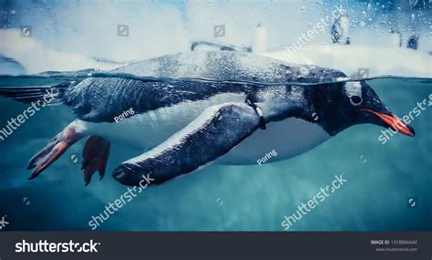 Gentoo Penguin Swimming Marine Life Underwater Stock Photo 1318866440