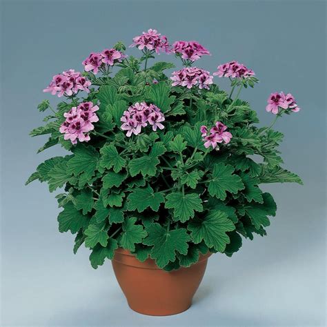 Geranium Lemon Fizz Scented Leaf Geraniums The Vernon Nursery